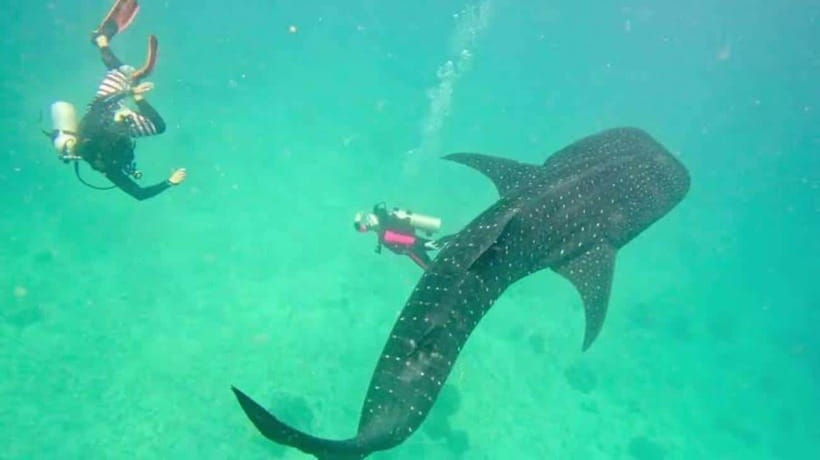 Cebu: Oslob Whaleshark Scuba Diving & Sumilon Sanctuary - Key points to know before booking