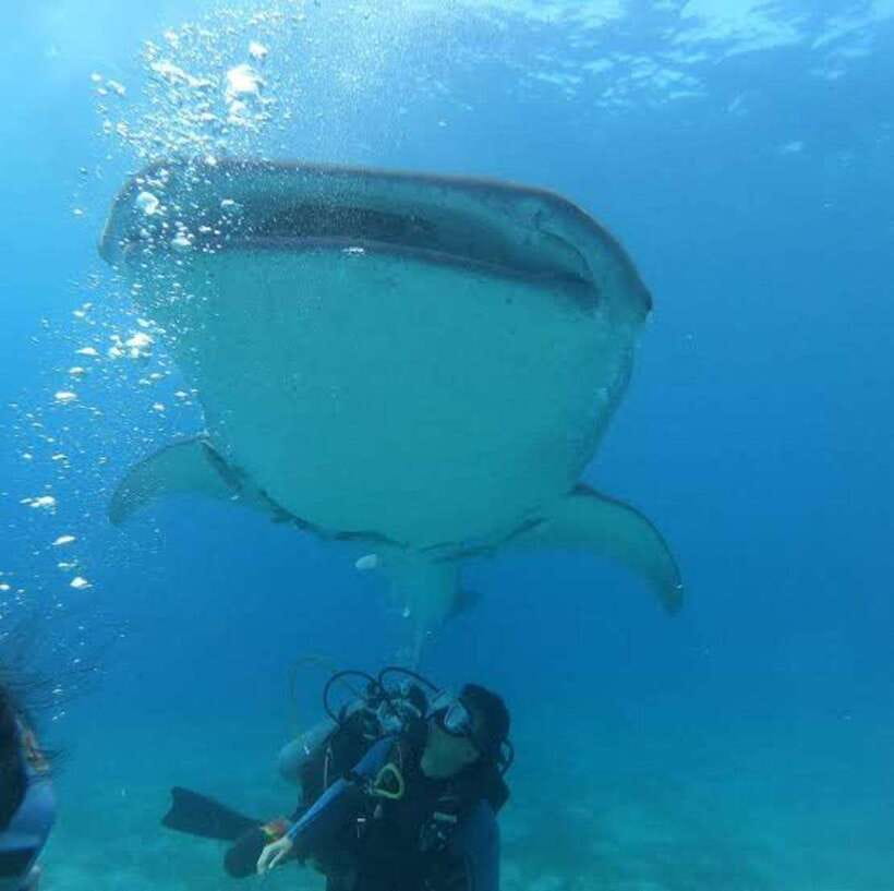 Cebu: Oslob Whaleshark Scuba Diving & Sumilon Sanctuary - Who will enjoy this eight-hour outing?