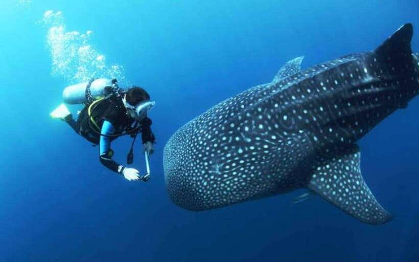 Cebu: Oslob Whaleshark Scuba Diving & Sumilon Sanctuary - Why the Oslob whale shark encounter is so memorable
