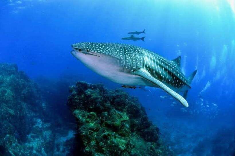 Cebu: Oslob Whaleshark Scuba Diving & Sumilon Sanctuary - Coffee and breakfast before the water