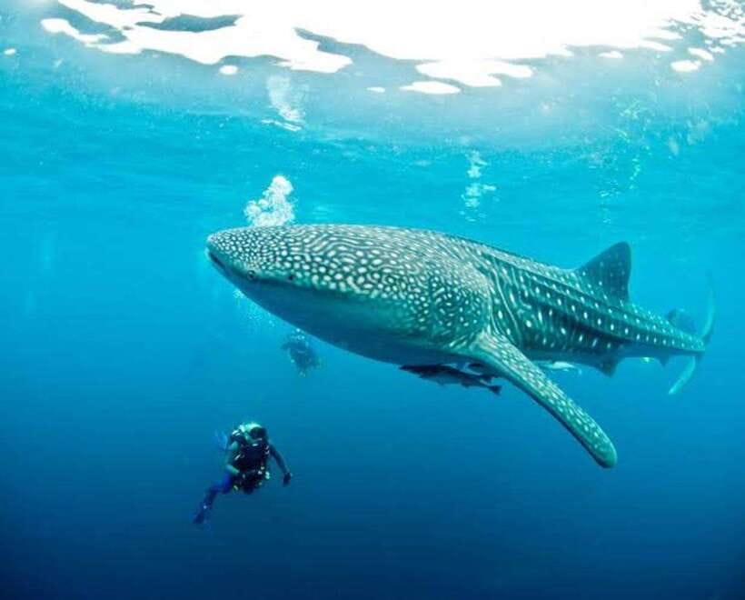 Cebu: Oslob Whaleshark Scuba Diving & Sumilon Sanctuary - A short boat ride to Sumilon Island