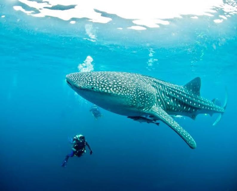 Cebu: Oslob Whaleshark Scuba Diving & Sumilon Sanctuary - Equipment, guides, and underwater photography