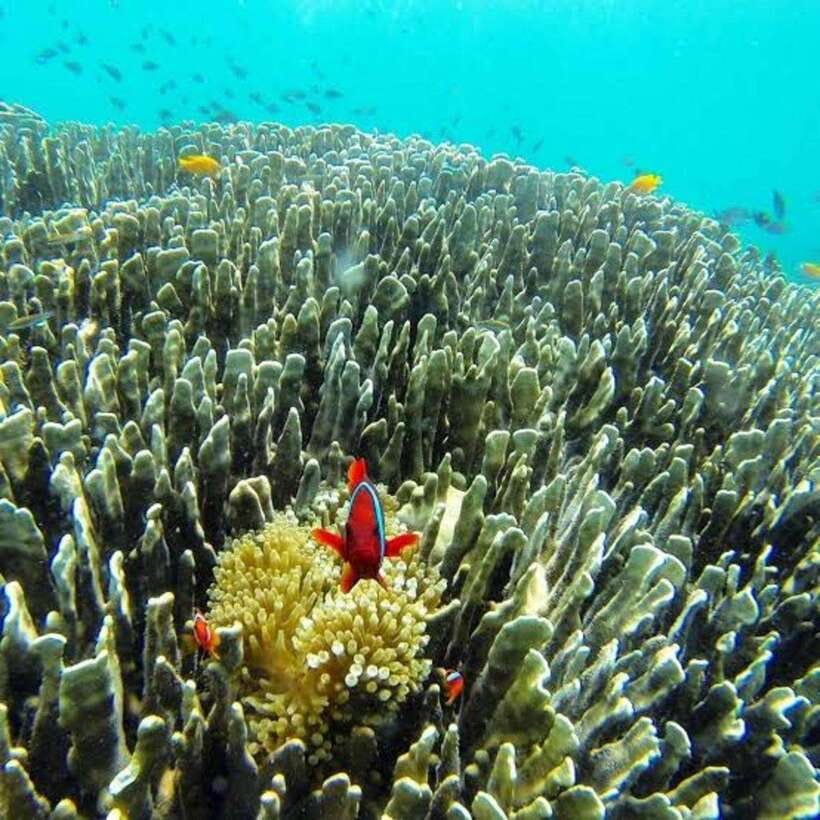 Cebu: Oslob Whaleshark Scuba Diving & Sumilon Sanctuary - Conservation, crowding, and the ethical question