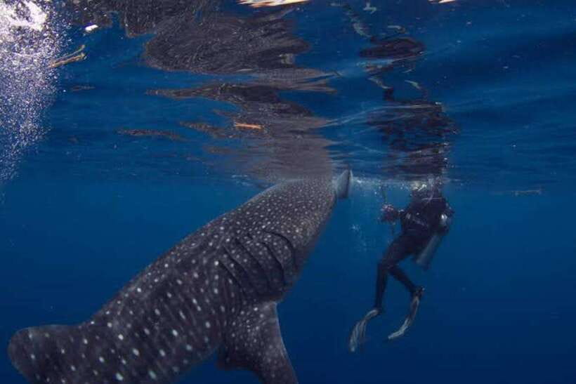 Cebu: Oslob Whaleshark Scuba Diving & Sumilon Sanctuary - Is $251 a fair price?