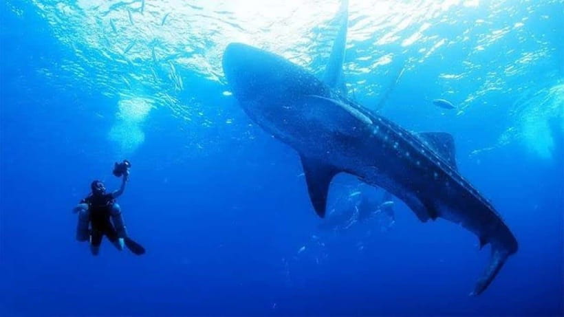 Cebu: Oslob Whaleshark Scuba Diving & Sumilon Sanctuary - The early pickup and long Cebu transfer