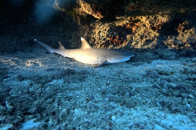 Certified Diver: 2-Tank Deep Wreck and Shallow Reef Dive Off Oahu - Wildlife you might see