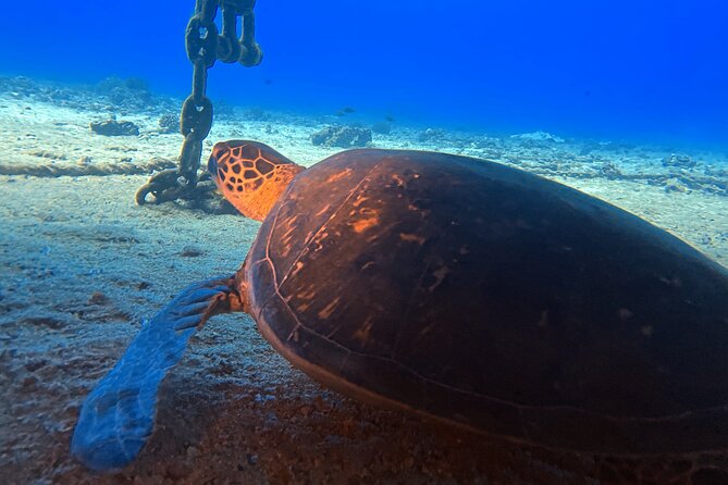 Certified Diver: 2-Tank Deep Wreck and Shallow Reef Dive Off Oahu - Timing, cancellations, and practical details