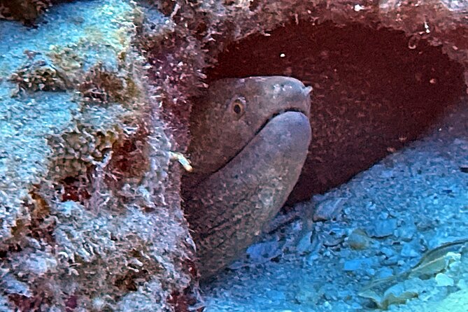 Certified Diver: 2-Tank Night Dive - Why Oahu feels different after sunset
