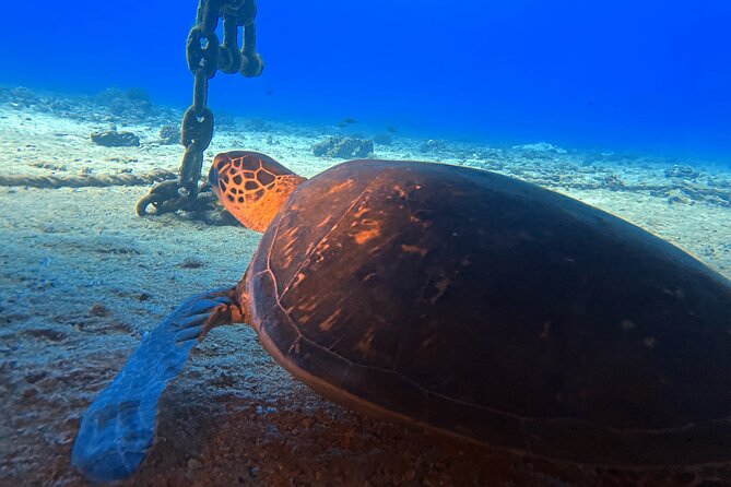 Certified Diver: 2-Tank Night Dive - What changes after dark