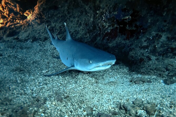 Certified Diver: 2-Tank Night Dive - Weather, cancellation, and timing details