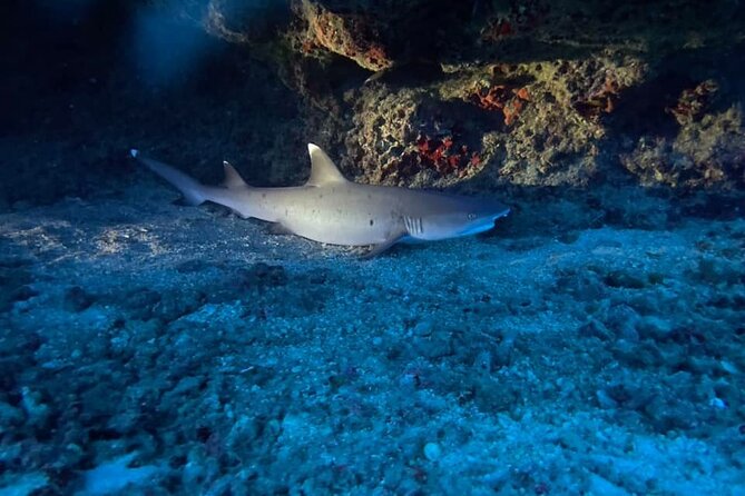 Certified Diver: 2-Tank Night Dive - From Kewalo Basin to the first tank