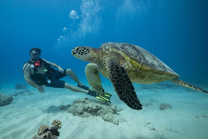 Certified Diver: 2-Tank Shallow Reef Dives off Oahu - Key points at a glance