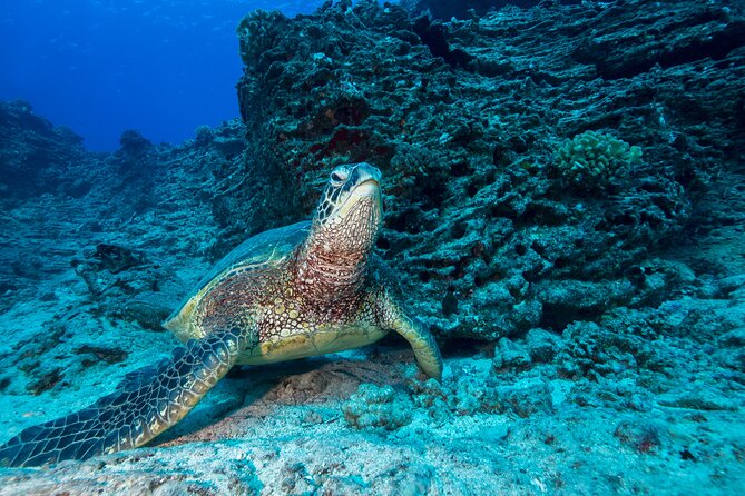 Certified Diver: 2-Tank Shallow Reef Dives off Oahu - Two shallow reef visits from Honolulu