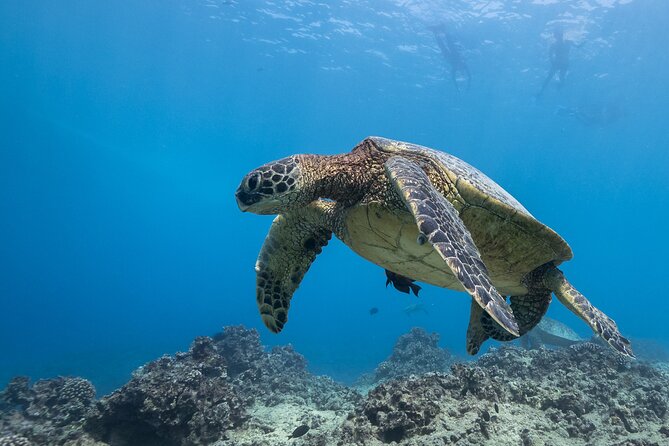Certified Diver: 2-Tank Shallow Reef Dives off Oahu - Who should book this outing?