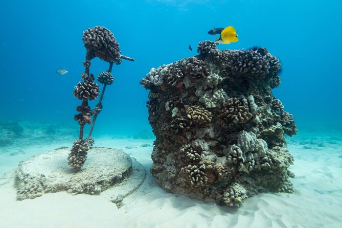 Certified Diver: 2-Tank Shallow Reef Dives off Oahu - Practical details before you go