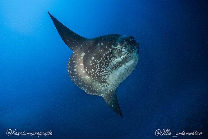Certified Scuba Dive with Manta Rays (Open Water Diver minimum) - Crystal Bay adds a different kind of underwater visit
