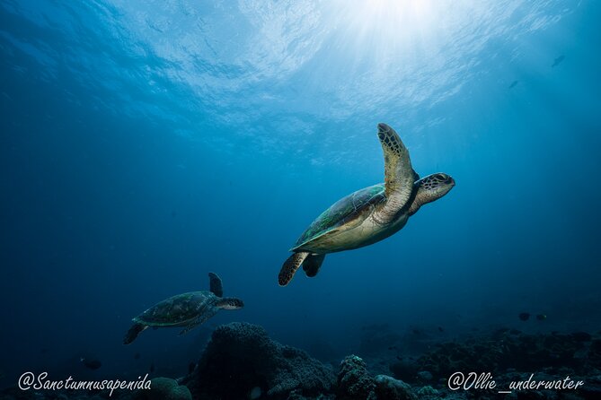 Certified Scuba Dive with Manta Rays (Open Water Diver minimum) - What the animal encounter is really like