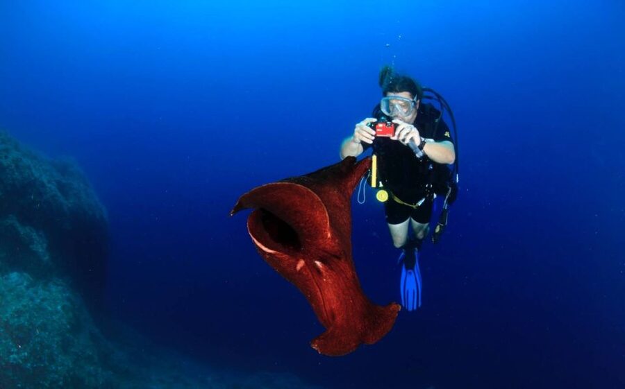 Cesme: Scuba Diving Experience - One session or two? Read this carefully