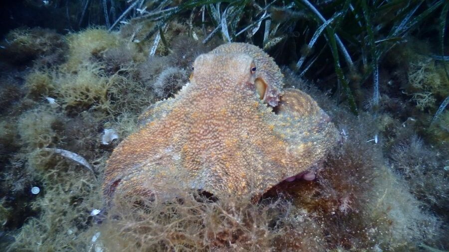 Chalkidiki: Scuba Diving for Beginners in Kassandra - A beginner-friendly site with Mediterranean sea life