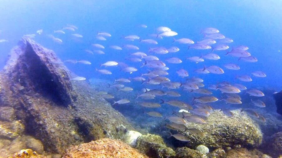 Chalkidiki: Scuba Diving for Beginners in Kassandra - Why the small group matters