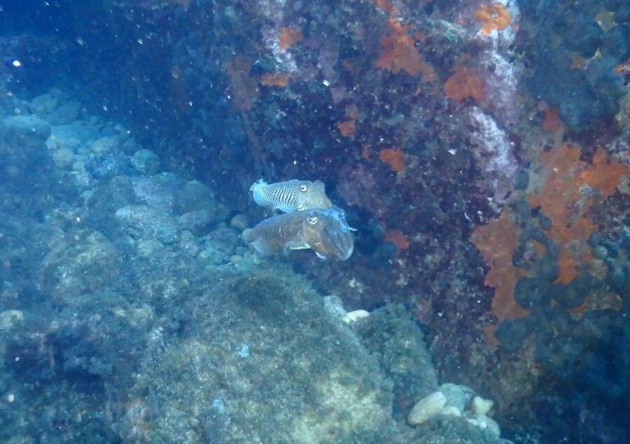 Chalkidiki: Scuba Diving for Beginners in Kassandra - What the three-hour schedule really includes
