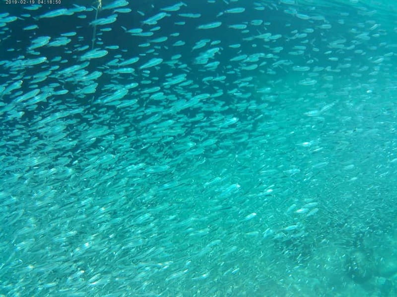 Chania: Scuba Diving and Snorkeling for Beginners by Boat - A four-hour introduction to Crete underwater