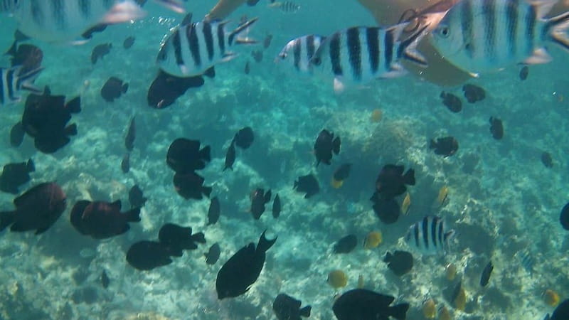 Chania: Scuba Diving and Snorkeling for Beginners by Boat - Macherida Beach and the open-water scuba session