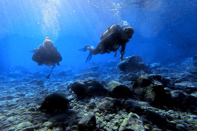 Chania | Try Scuba Diving | Introduction Dive - The sea life you may see