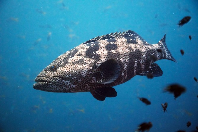 Chumphon Pinnacle-Koh Tao 2 dive trip for certified divers - Two famous sites, one full day from Koh Samui
