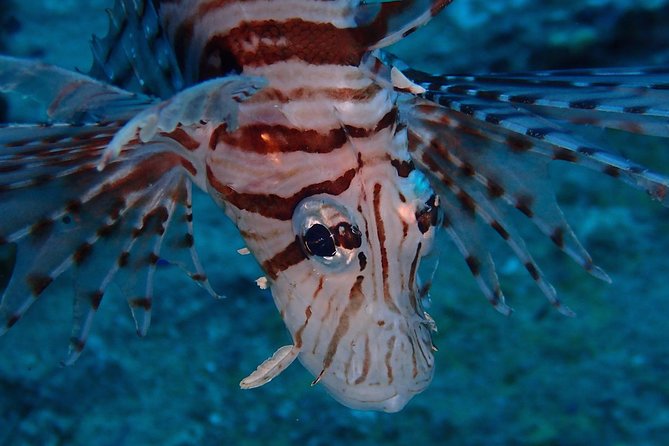 Chumphon Pinnacle-Koh Tao 2 dive trip for certified divers - Chumphon Archipelago comes first
