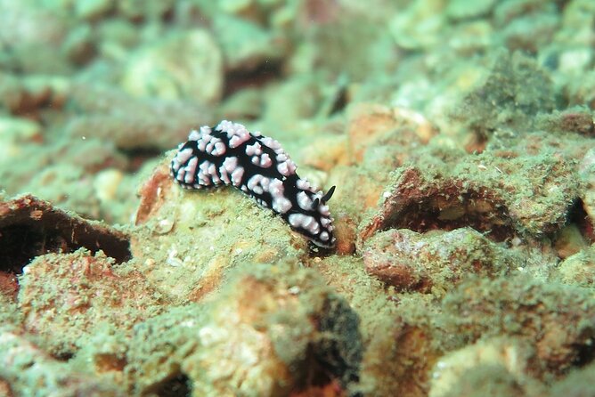 Chumphon Pinnacle-Koh Tao 2 dive trip for certified divers - Koh Tao provides the second underwater stop
