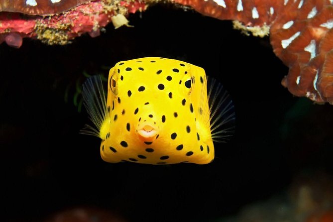 Chumphon Pinnacle-Koh Tao 2 dive trip for certified divers - Guides who focus on safety and comfort