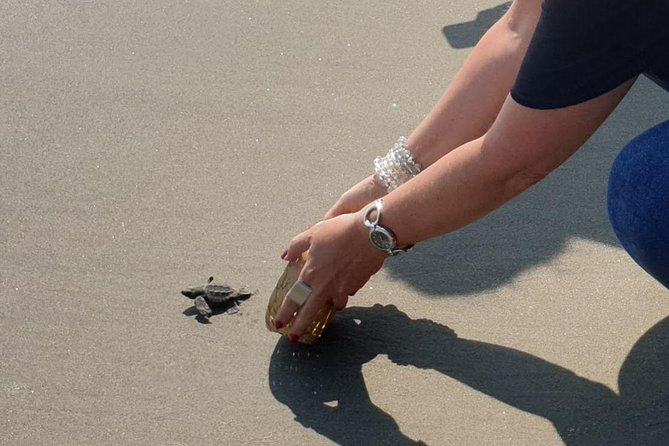 Combo 6 Hr Tour All City Highlights Divers Baby Turtle Release - Why the turtle release gives this Acapulco tour its purpose