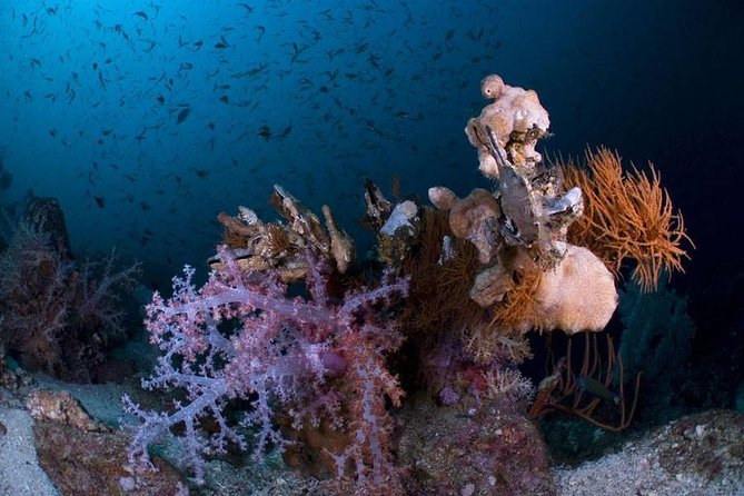 Continue your education with the Advanced Open Water Diver course - 2 days - Five sessions that build useful skills
