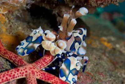 Continue your education with the Advanced Open Water Diver course – 2 days