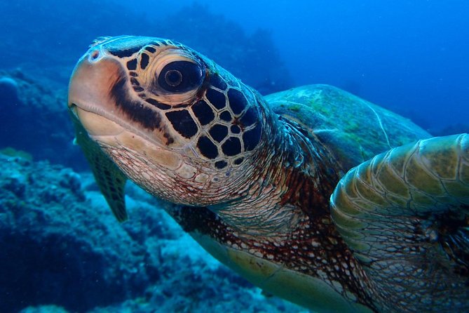 Continue your education with the Advanced Open Water Diver course - 2 days - Who should book this course