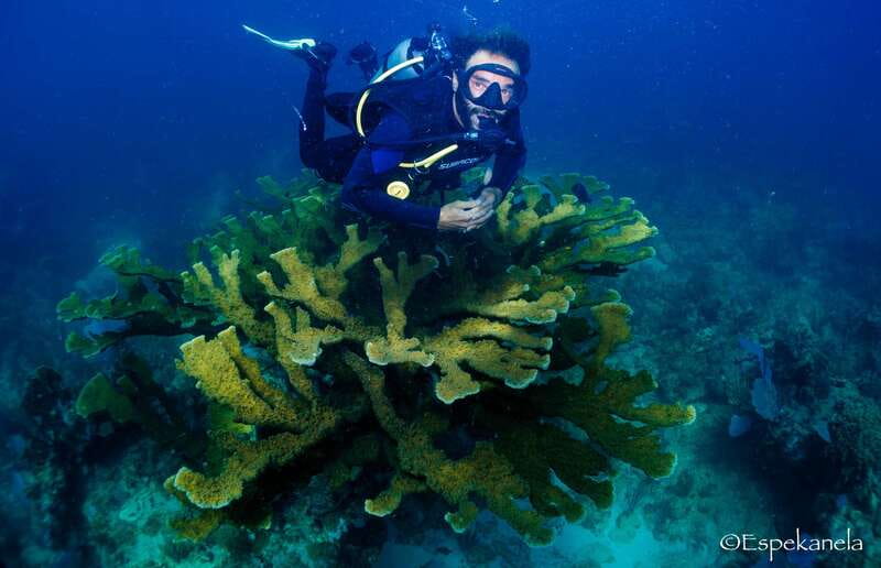 Costa Maya: Discover Scuba Diving Reef Experience - Key points to know before booking
