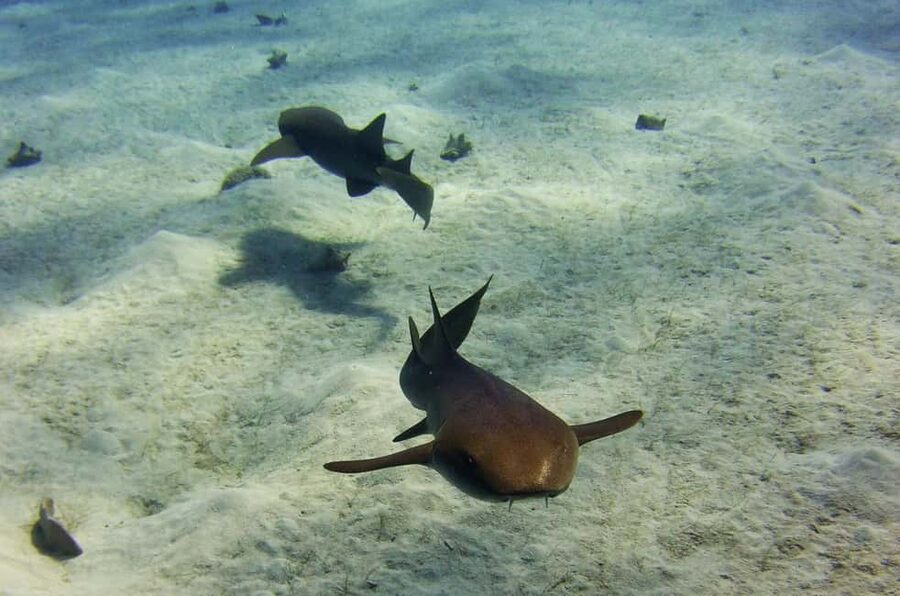 Costa Maya: Discover Scuba Diving Reef Experience - A five-minute speedboat ride to the reef