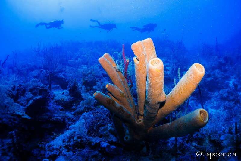 Costa Maya: Discover Scuba Diving Reef Experience - Timing, flights, and practical planning