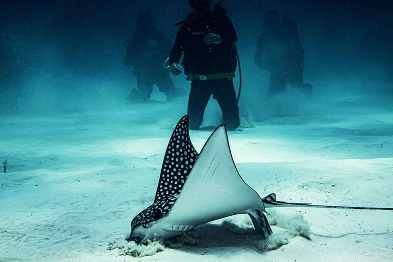 Costa Maya: Two Tank Fun Dive for Certified Divers - Mahahual’s reefs, with fish from the shallows to 90 feet