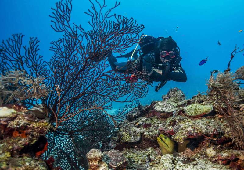 Costa Maya: Two Tank Fun Dive for Certified Divers - A four-hour plan that keeps the boat time short