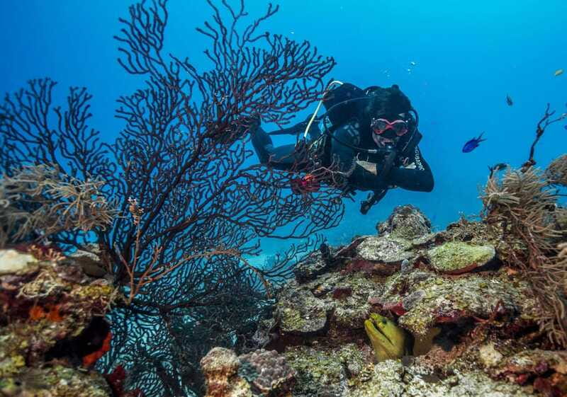 Costa Maya: Two Tank Fun Dive for Certified Divers - Who gets the best value from this outing?