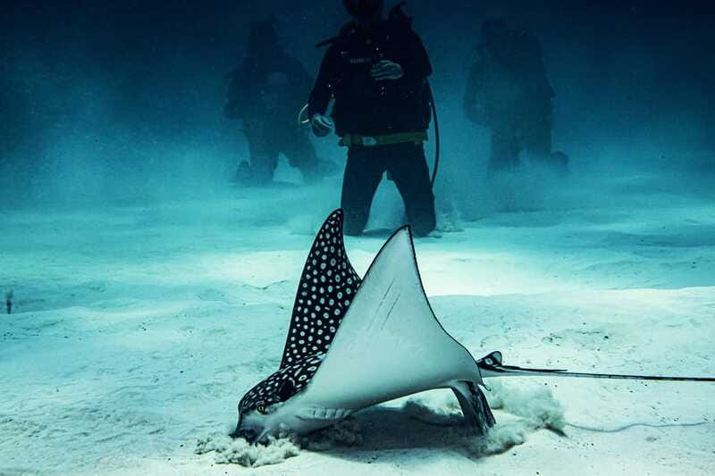 Costa Maya: Two Tank Fun Dive for Certified Divers - Should you book the Mahahual two-tank outing?