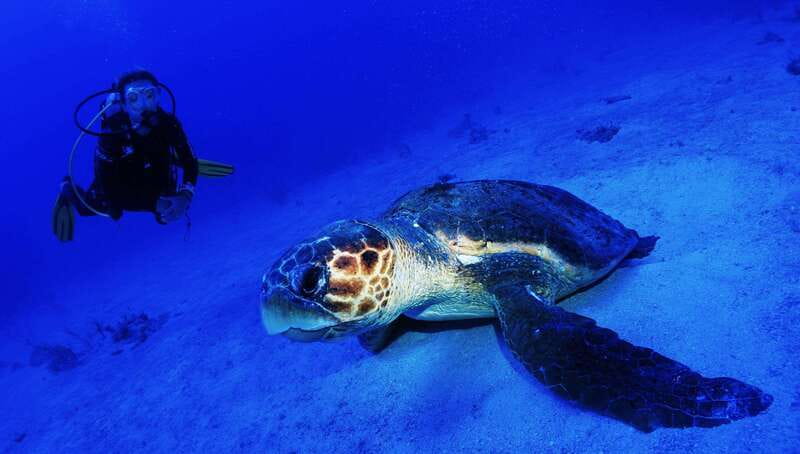 Costa Maya: Two Tank Fun Dive for Certified Divers - Why the small guide ratio matters underwater