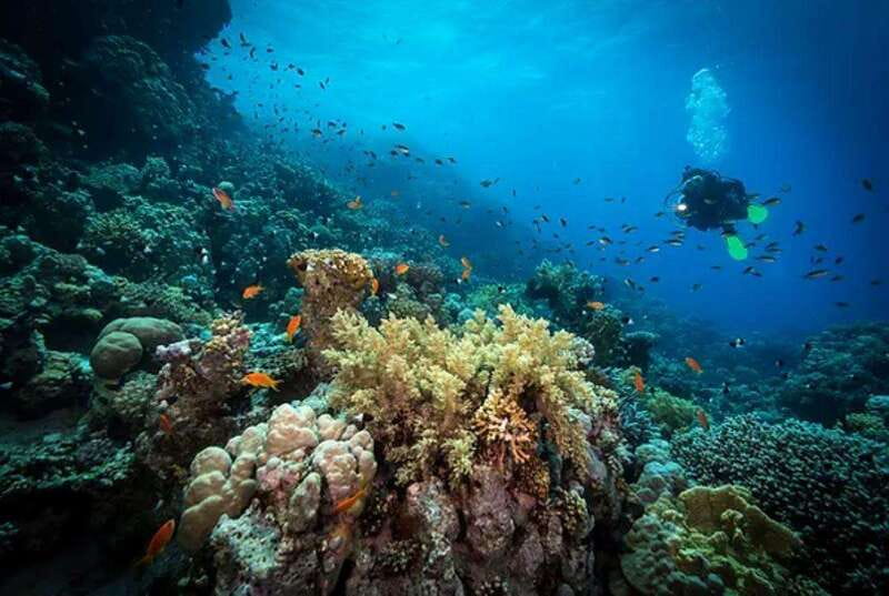 Cozumel: Discover Scuba Diving for Non-Certified Divers - The surface break, snacks, and the second reef