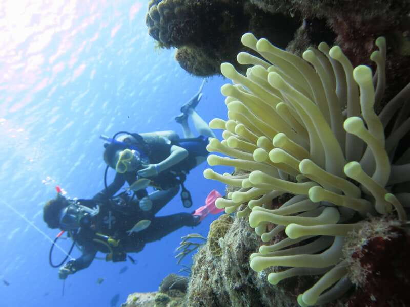 Cozumel: One Tank Scuba Dive and Full Chankanaab Park Access - Booking Details Worth Knowing