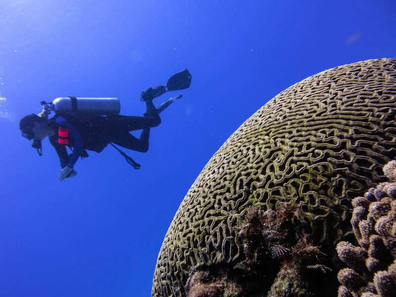 Cozumel: One Tank Scuba Dive and Full Chankanaab Park Access - Why the Small Group Matters