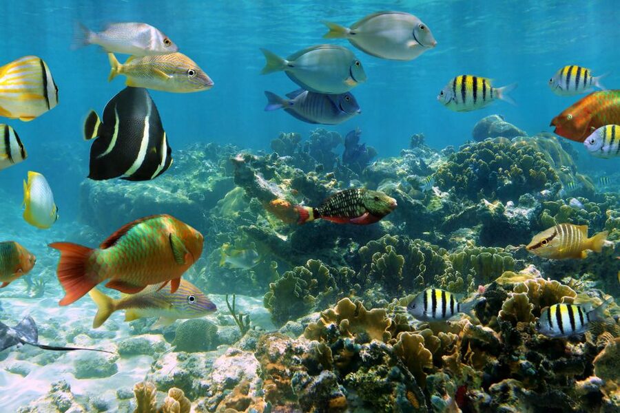Cozumel: One Tank Scuba Dive and Full Chankanaab Park Access - Photos and Videos Cost Extra