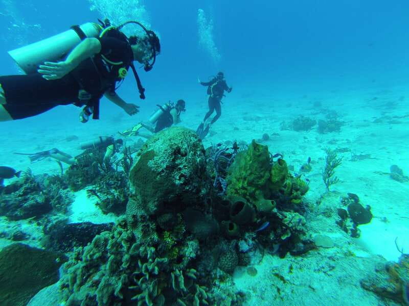 Cozumel: One Tank Scuba Dive and Full Chankanaab Park Access - Who Should Book This Experience?