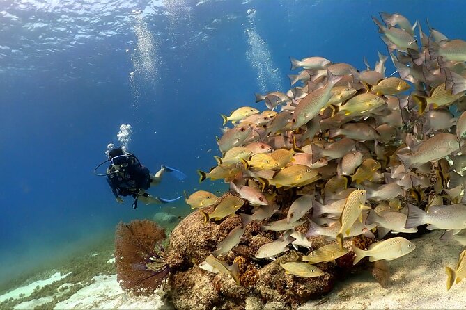 Cozumel Scuba Dive at Chankanaab - What you can see around Chankanaab Reef